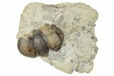 Bumastus Ioxus Trilobite - New York #270319-1